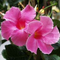 Дипладения розова (Dipladenia)