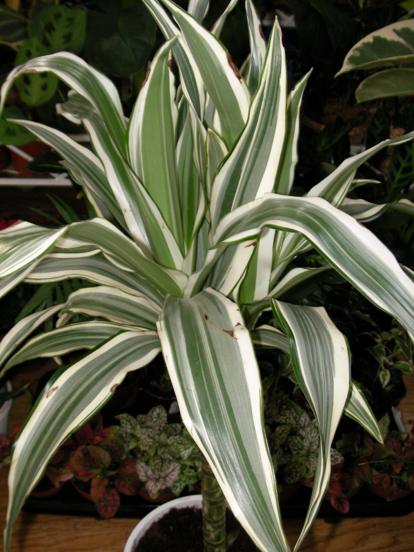 Драцена (Dracaena)
