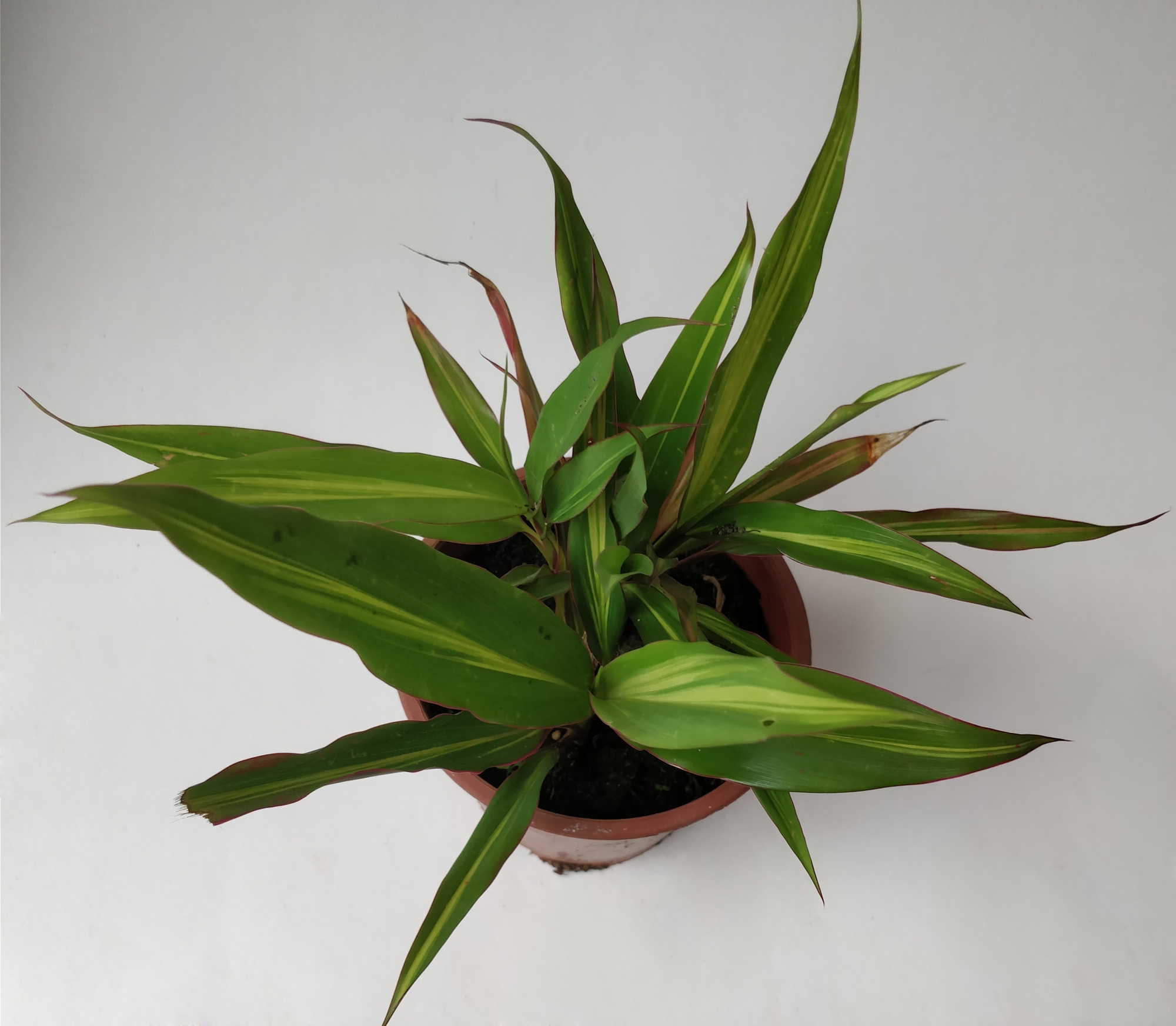 Драцена (Dracaena)