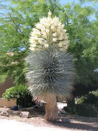 Юка ригида (Yucca rigida)