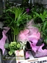 Каланхое, фитония, спатифилум (Kalanchoe, Fittonia, Spathiphyllum)