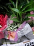 Каланхое, фитония, спатифилум (Kalanchoe, Fittonia, Spathiphyllum)