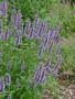 Агастаче, Лофант (Agastache)