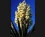 Юка, външна (Yucca)