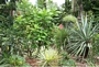 Каучуково дърво (Synadenium)