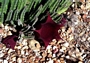 Стапелия (Stapelia sp.)