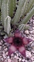 Стапелия (Stapelia sp.)