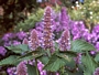 Агастаче, Лофант (Agastache)