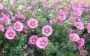 Анисодонта (Anisodontea capensis)