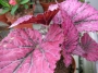 Бегония рекс (Begonia Rex)