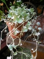 Дихондра (Dichondra)