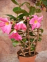 Дипладения малка розова (Dipladenia)
