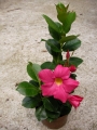Дипладения малка розова (Dipladenia)