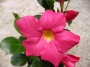 Дипладения малка розова (Dipladenia)