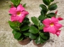 Дипладения малка розова (Dipladenia)