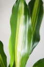Драцена (Dracaena)
