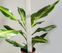 Драцена (Dracaena)