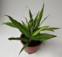 Драцена (Dracaena)