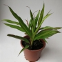 Драцена (Dracaena)