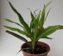 Драцена (Dracaena)