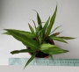 Драцена (Dracaena)