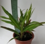 Драцена (Dracaena)