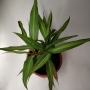 Драцена (Dracaena)