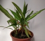 Драцена (Dracaena)