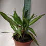 Драцена (Dracaena)