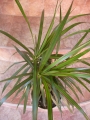 Драцена (Dracaena)