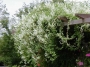 Фалопия, сребърни дентелени лози (Fallopia baldschuanica, Silver lace vine)
