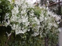 Фалопия, сребърни дентелени лози (Fallopia baldschuanica, Silver lace vine)