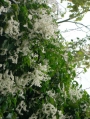 Фалопия, сребърни дентелени лози (Fallopia baldschuanica, Silver lace vine)