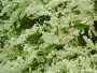 Фалопия, сребърни дентелени лози (Fallopia baldschuanica, Silver lace vine)