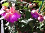 Обичка, Фуксия (Fuchsia)
