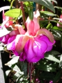 Обичка, Фуксия (Fuchsia)