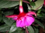 Обичка, Фуксия (Fuchsia)