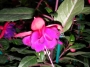 Обичка, Фуксия (Fuchsia)