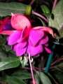 Обичка, Фуксия (Fuchsia)