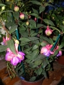 Обичка, Фуксия (Fuchsia)