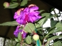 Обичка, Фуксия (Fuchsia)