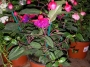 Обичка, Фуксия (Fuchsia)