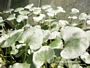 Дихондра (Dichondra)