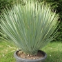 Юка елата (Yucca elata)