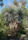 Юка ригида (Yucca rigida)