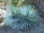Юка ригида (Yucca rigida)