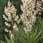 Юка вариегата студоустойчива (Yucca gloriosa variegata)