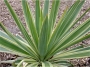 Юка вариегата студоустойчива (Yucca gloriosa variegata)