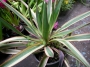 Юка вариегата студоустойчива (Yucca gloriosa variegata)
