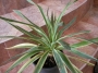 Юка вариегата студоустойчива (Yucca gloriosa variegata)